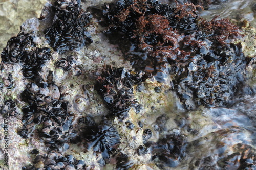 Colony of mussels