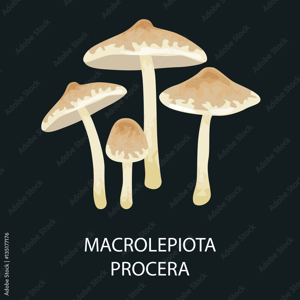Macrolepiota procera isolated, Wild Foraged Mushroom, Vector  edible natural mushrooms in nature set, organic vegetable food collection
