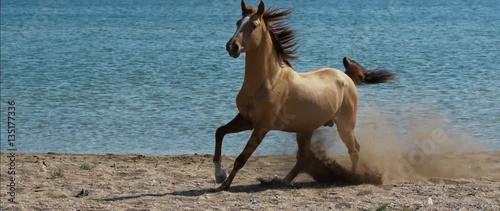 The Garabagh horse gallops along the shore.  5 video segments. Slow motion. photo