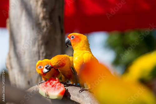 Beautiful parrot, on tree branch.