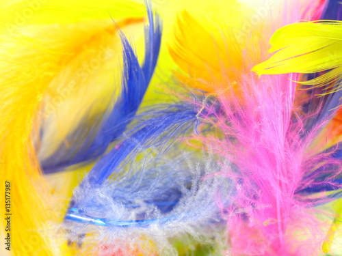  colorful feathers