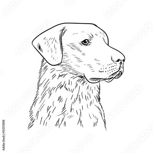 labrador dog vector illustration