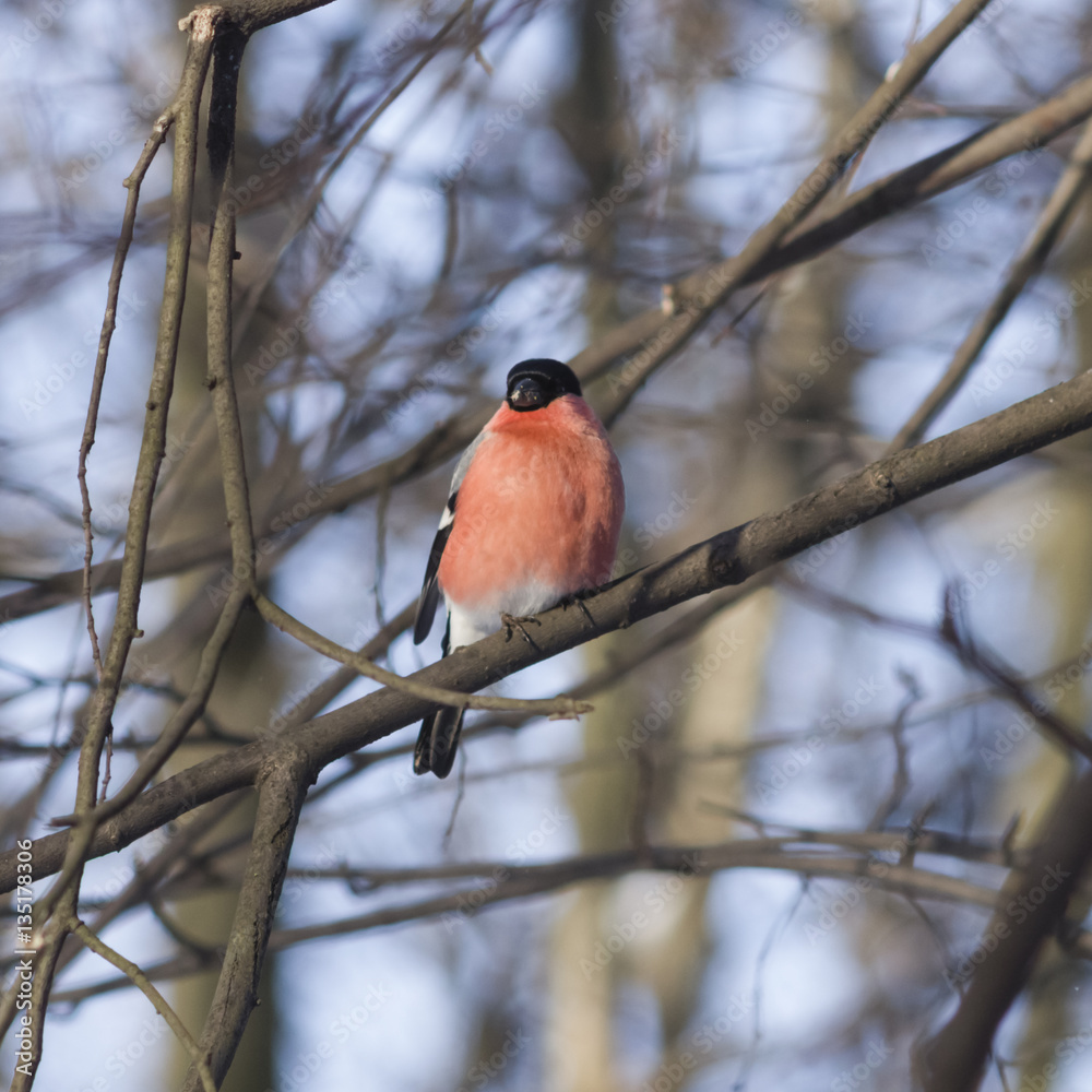 Red-colored Male of Eurasian Bullfinch, Pyrrhula pyrrhula, close-up portrait on branch with bokeh background, selective focus, shallow DOF Red-colored Male of Eurasian Bullfinch, Pyrrhula pyrrhula, close-up portrait on branch with bokeh background, selective focus, shallow DOF