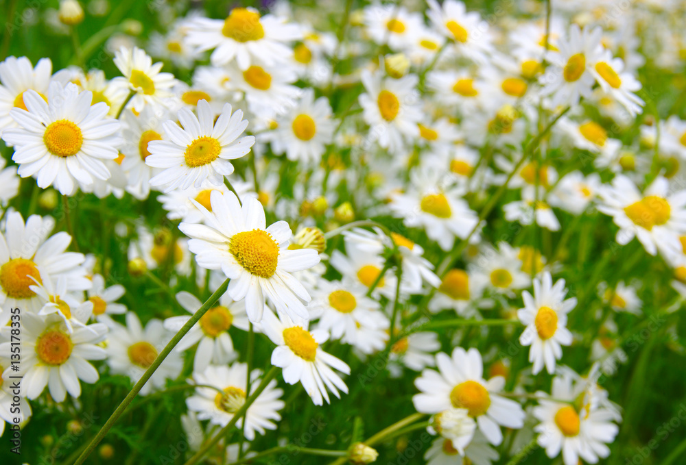 camomiles on green field camomiles on green field