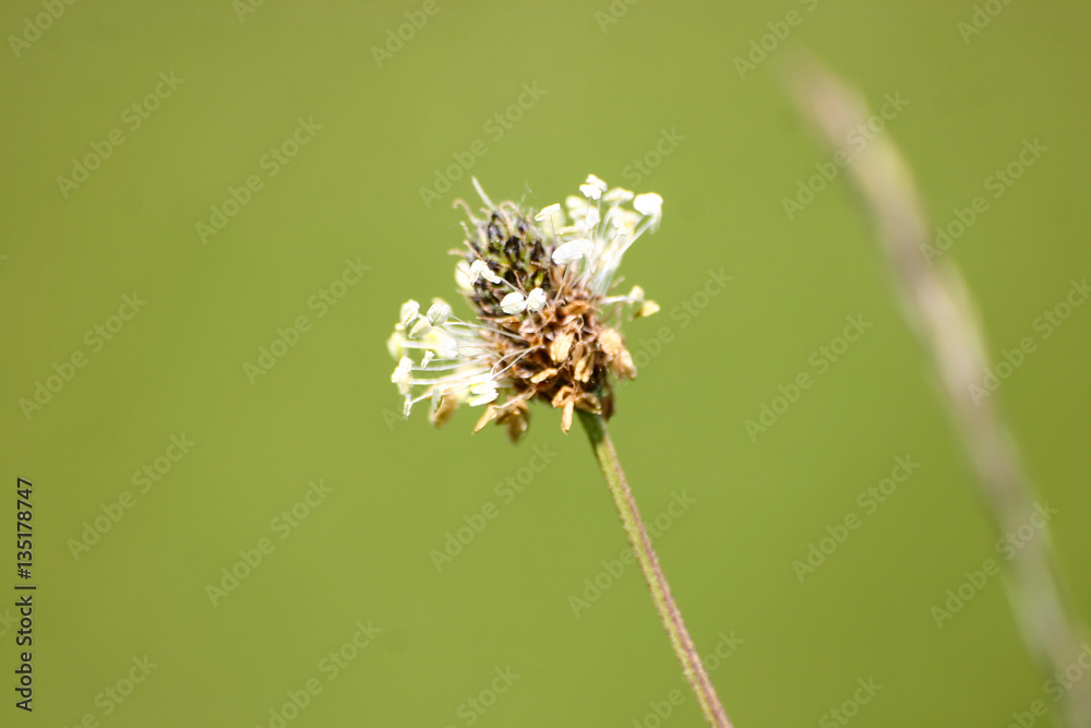 Beautiful pampas grass on a natural background Beautiful pampas grass on a natural background