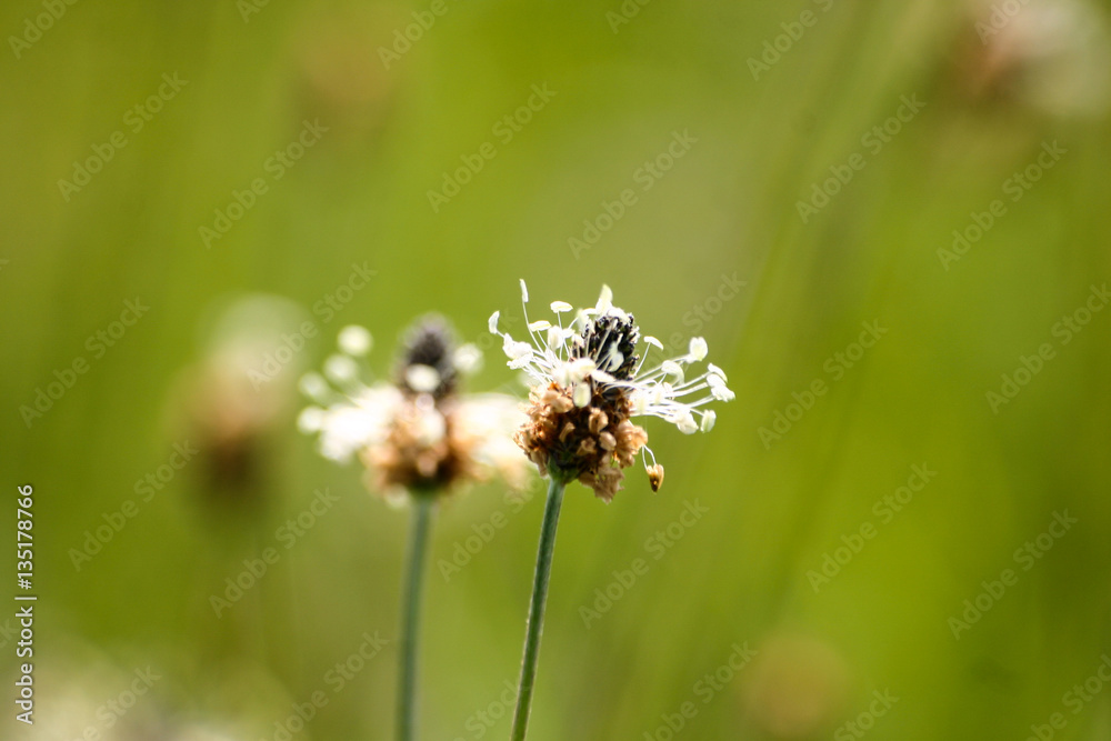 Beautiful pampas grass on a natural background Beautiful pampas grass on a natural background