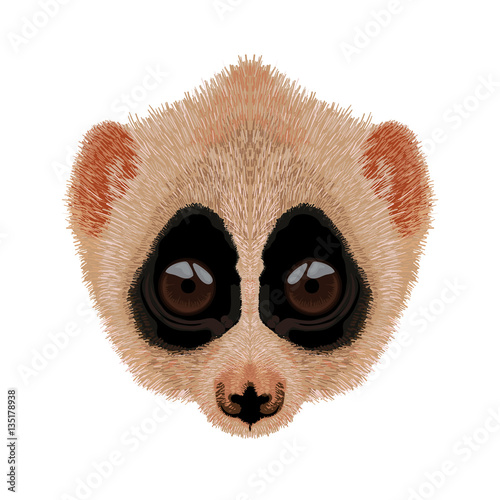 slow loris vector illustration