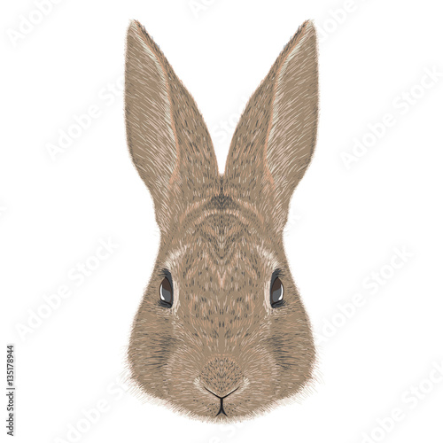 rabbit vector illustration