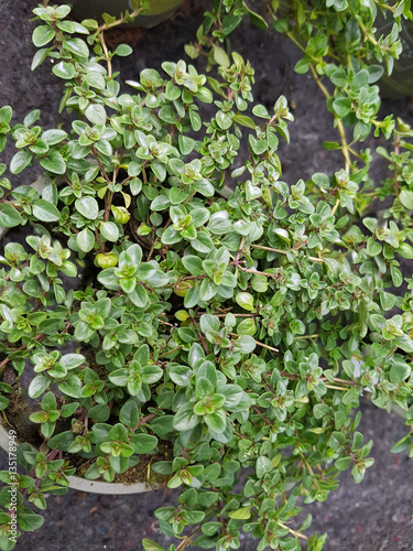 Konstfotografi Taborthymian, Thymus, vulgaris, Tabor,