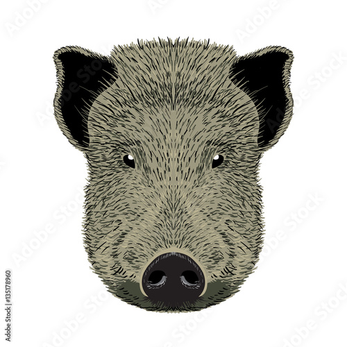 pig vector illustration