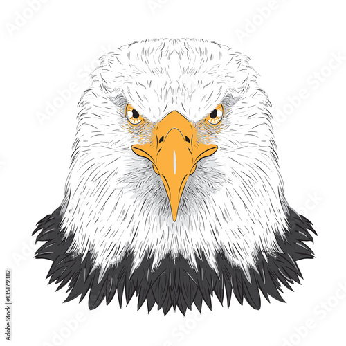bald eagle vector illustration