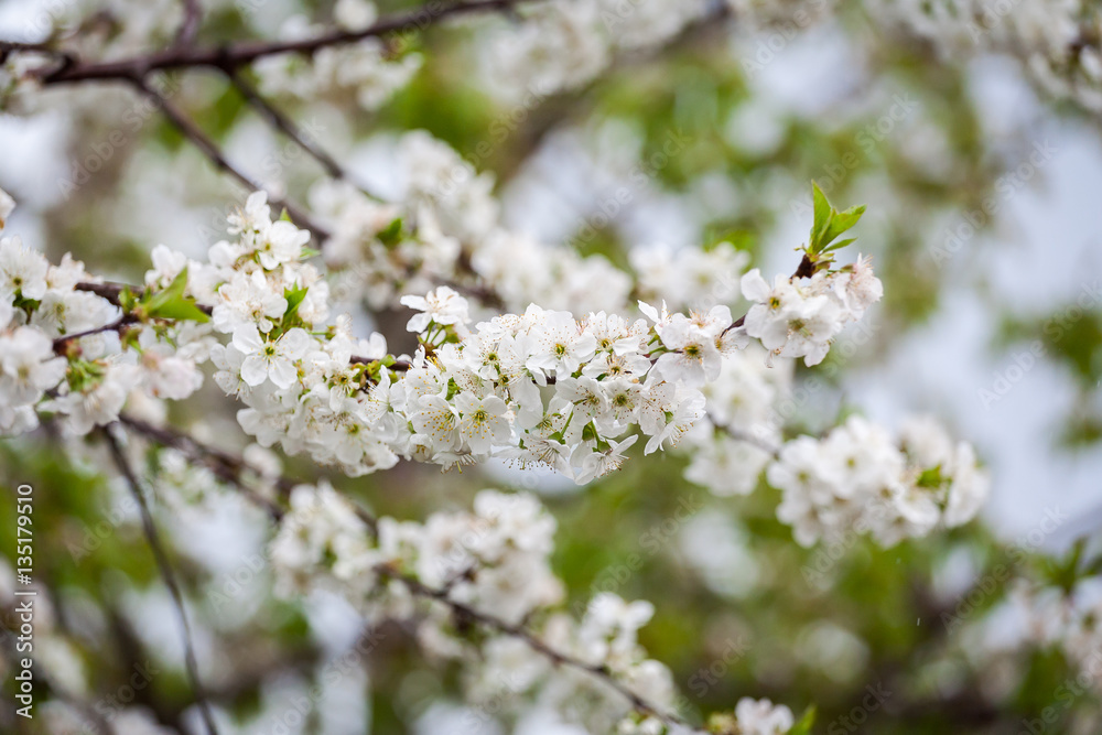 Spring in an orchard,beautiful blooming apple trees in spring park, cherry orchard, apple branch in bloom Spring in an orchard,beautiful blooming apple trees in spring park, cherry orchard, apple branch in bloom