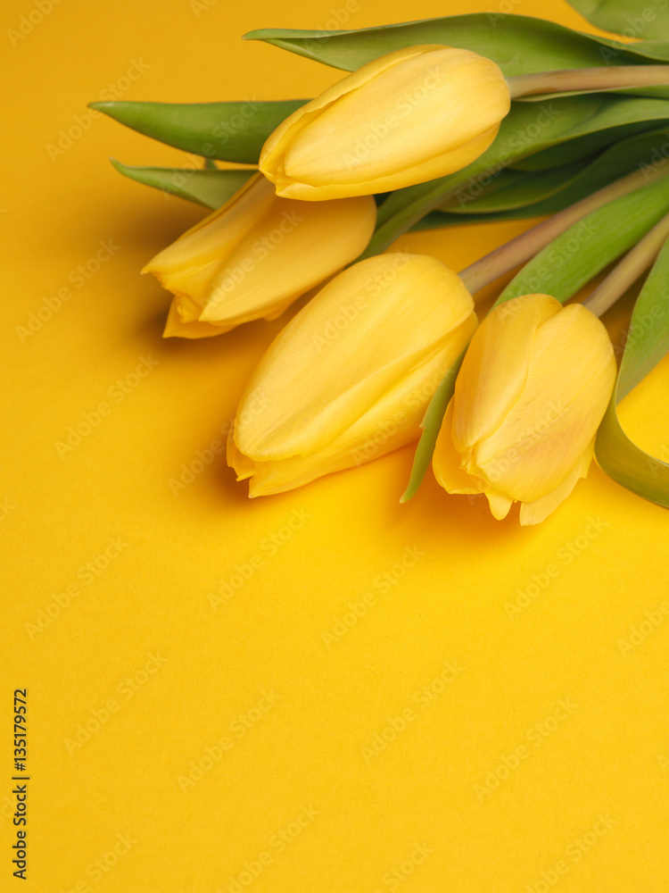 Obraz premium Spring time, yellow tulips