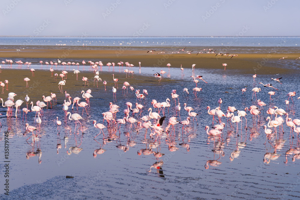 Naklejka premium Group of pink flamingos on the sea at Walvis Bay, the atlantic coast of Namibia, Africa.