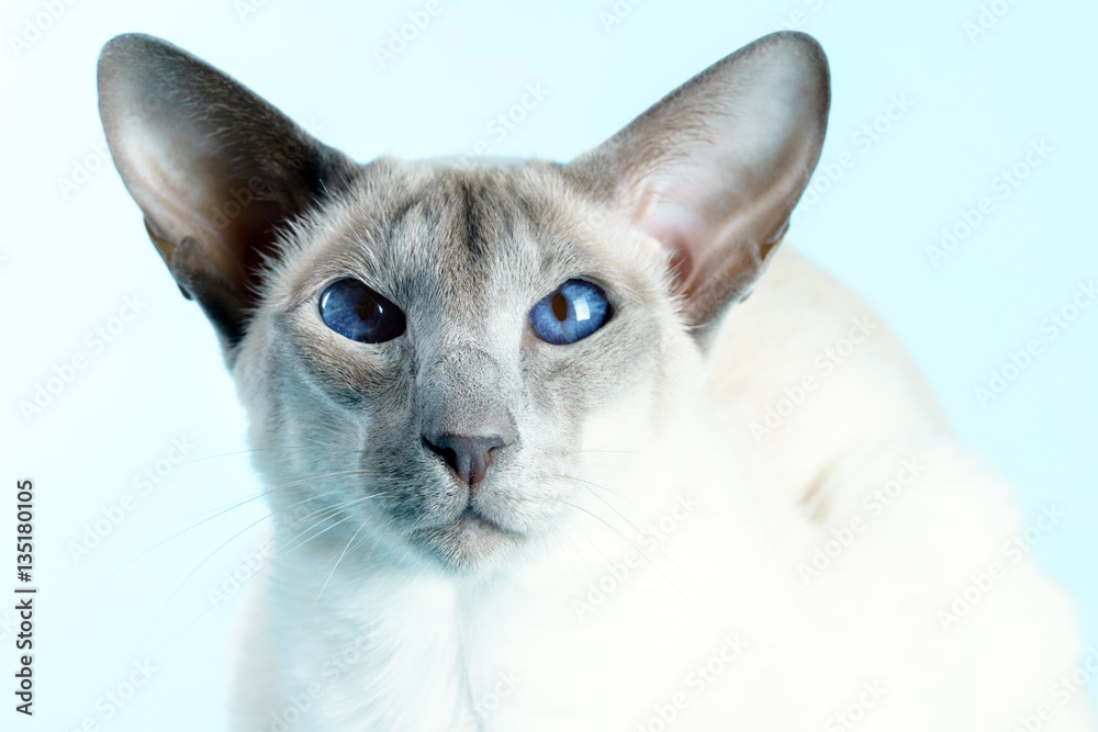 Oriental siamese cat blue eyes sitting light blue background
