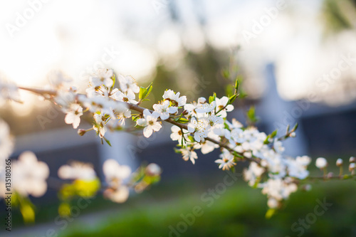 Spring in an orchard,beautiful blooming apple trees in spring park, cherry orchard, apple branch in bloom.Springtime. Blooming cherry branch and shovel.flower on the tree, flowering tree