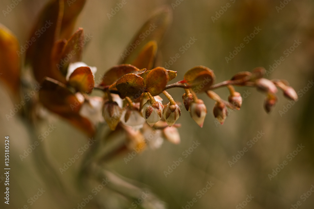 Beautiful cranberries on a natural background Beautiful cranberries on a natural background