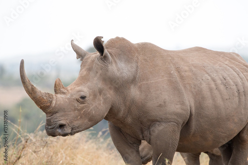 Rhinoceros - Kenya