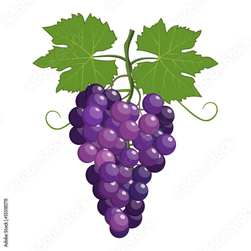 Fresh bunch of grapes purple