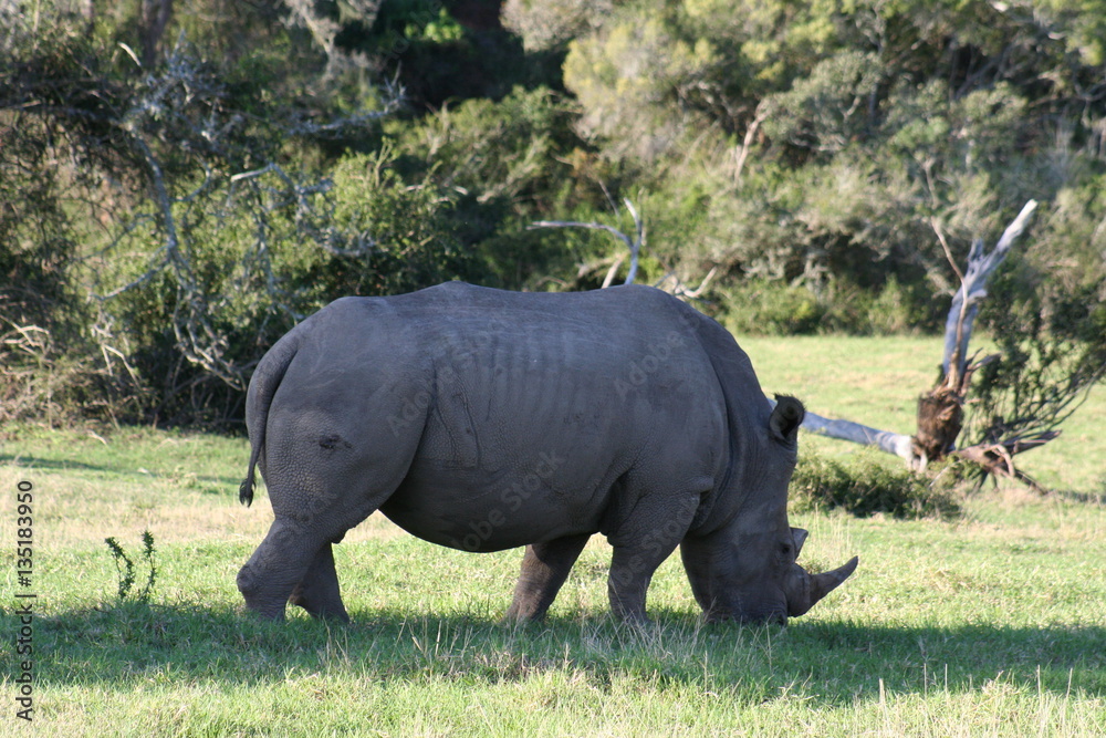 Obraz premium Rhinos in African landscape