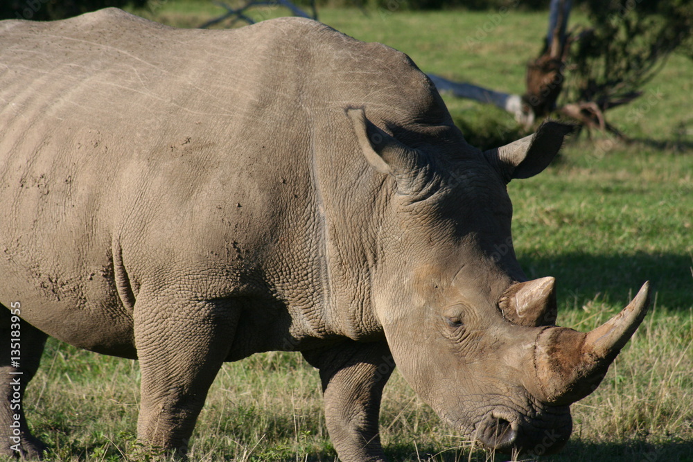 Obraz premium Rhinos in African landscape