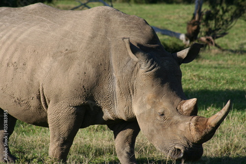 Rhinos in African landscape