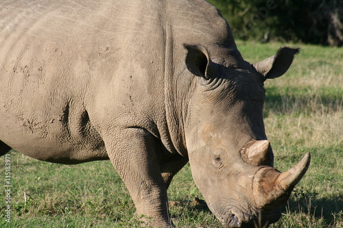 Rhinos in African landscape