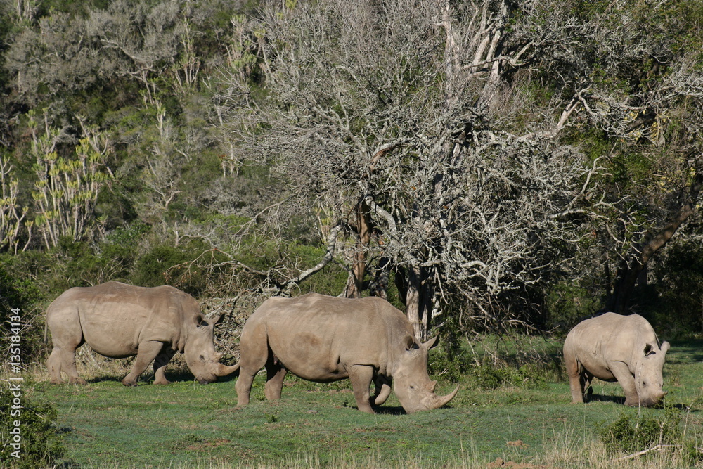 Fototapeta premium Rhinos in African landscape