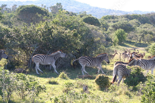 Zebras in African landscape