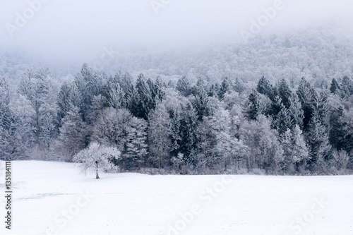 Paysage de forêt en hiver