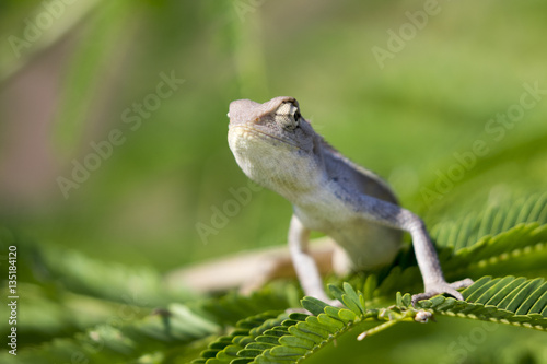 Image of chameleon on nature background.