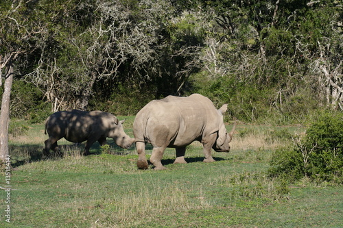 Rhinos in African landscape