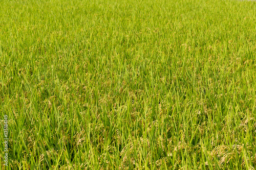 Paddy Rice field