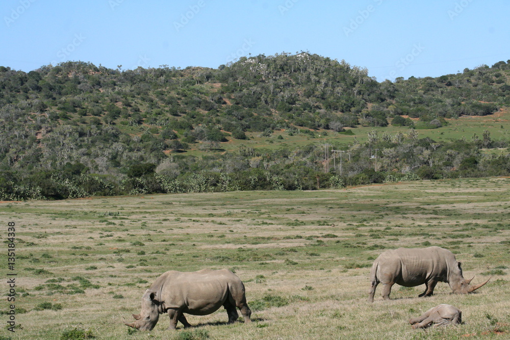 Fototapeta premium Rhinos in African landscape