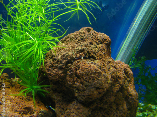 aquarium 