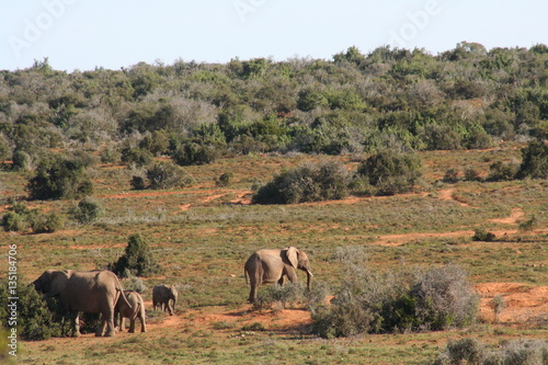 Elephants in African landscape