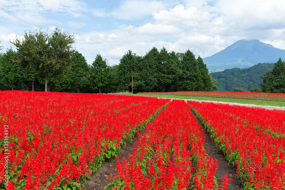 Red salvia field