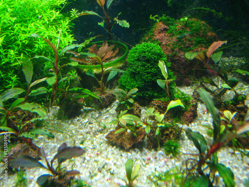 aquarium 