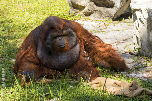 Image of a big male orangutan orange monkey on the grass. Wild A