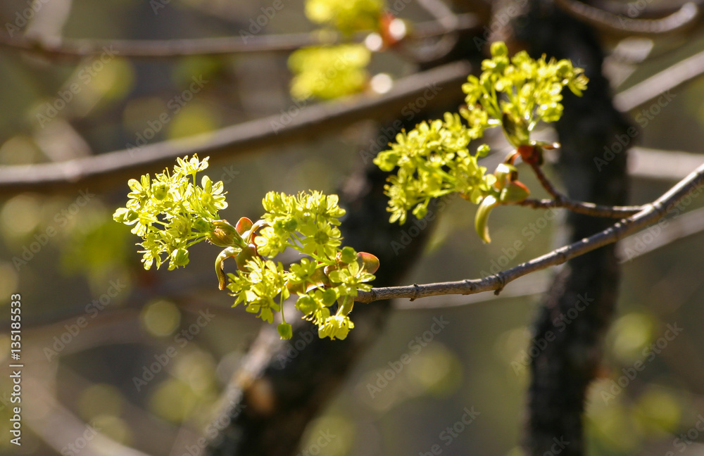 Beautiful maple tree blossoms in spring in natural habitat Beautiful maple tree blossoms in spring in natural habitat
