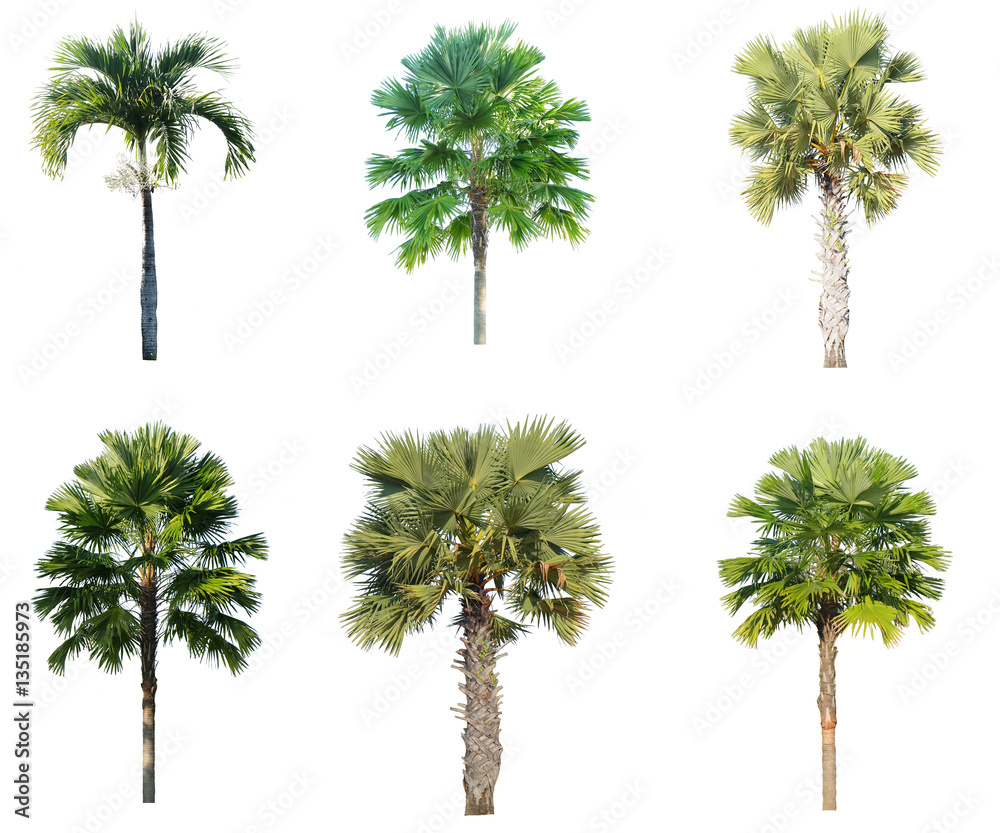 Fototapeta premium set of tree on isolated white