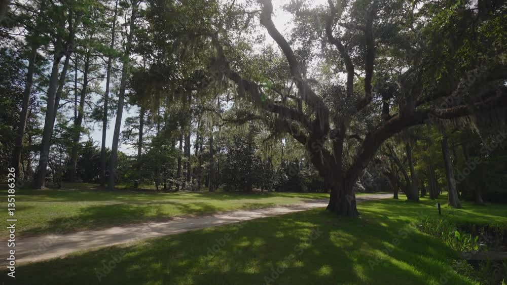 The giant oaks of Brookgreen Gardens, Myrtle Beach , South Carolina, USA, Jul 2016 The giant oaks of Brookgreen Gardens, Myrtle Beach , South Carolina, USA, Jul 2016