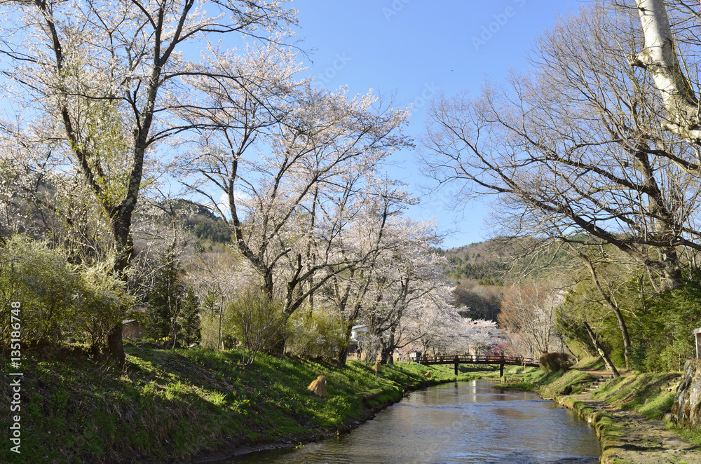 春の桂川