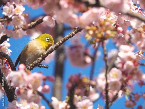あたみ桜とメジロ photo