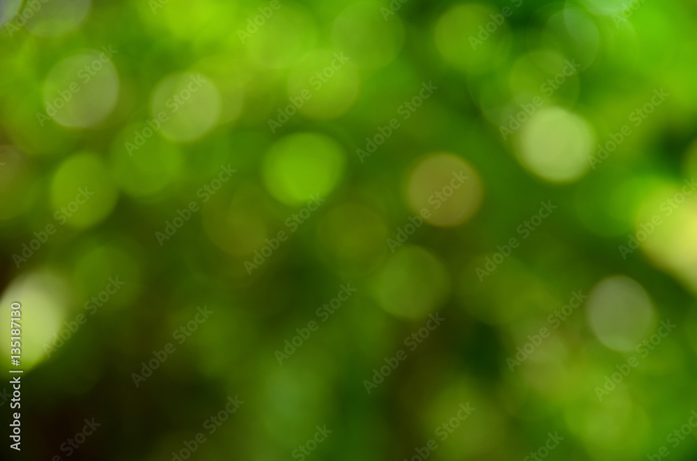 Background blur forest