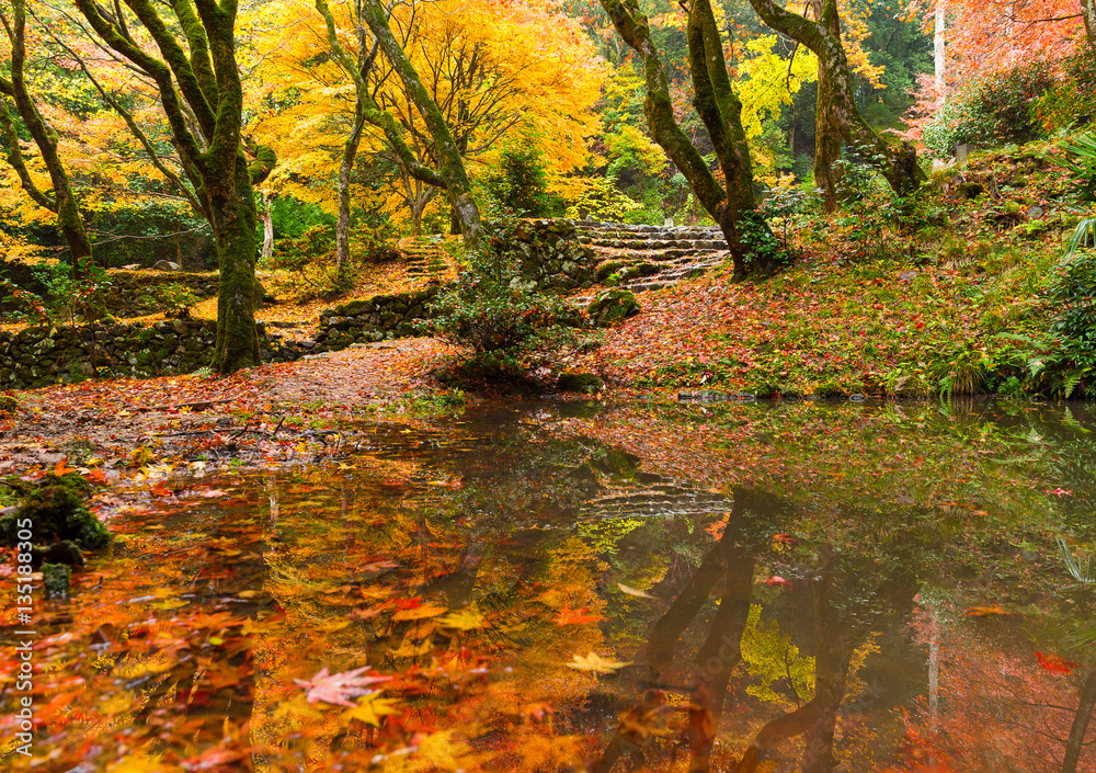 Japanese garden in autumn