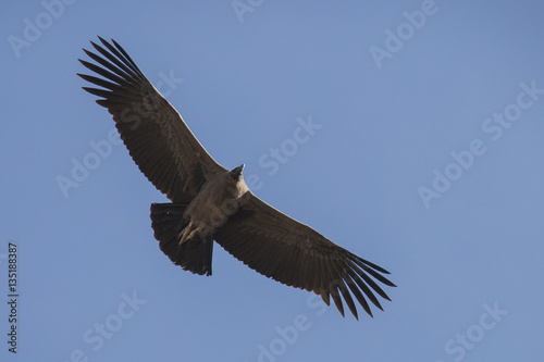 Condor soaring above