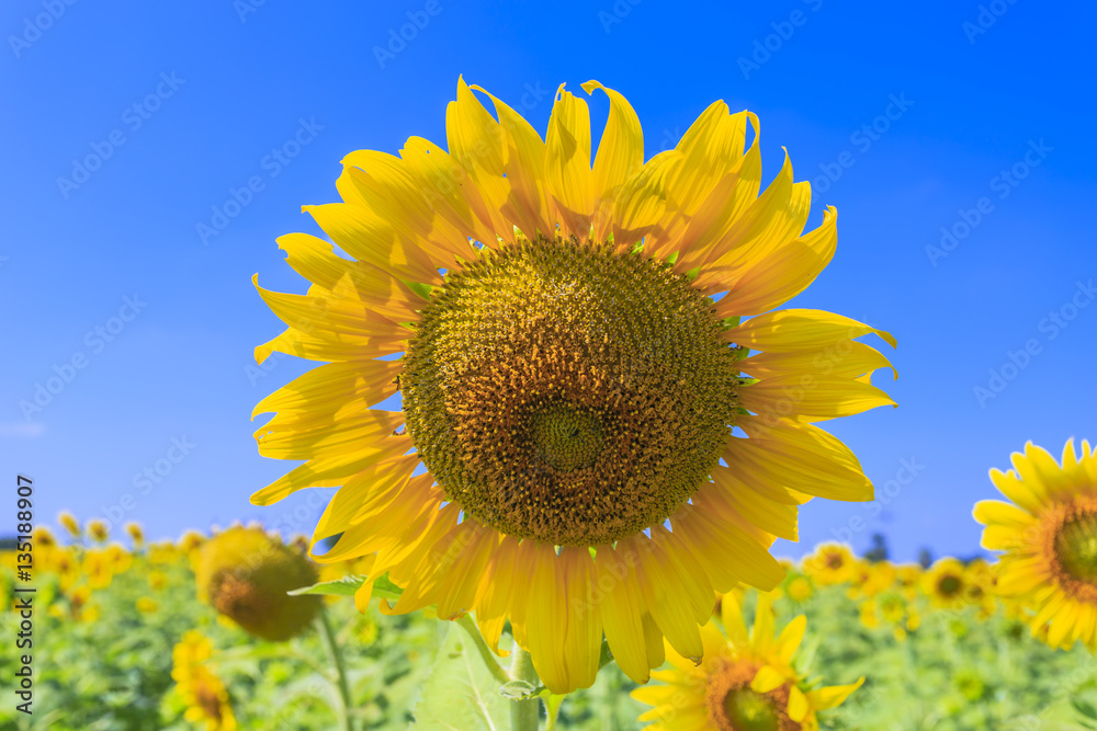 Sunflowers is a recognized worldwide for its beauty, it is also an important source of food. Sunflower seeds are enjoyed as a healthy, tasty snack and nutritious ingredient to many foods Sunflowers is a recognized worldwide for its beauty, it is also an important source of food. Sunflower seeds are enjoyed as a healthy, tasty snack and nutritious ingredient to many foods