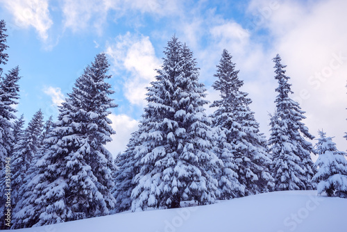 Fir trees covered with snow against the backdrop of a colorful s