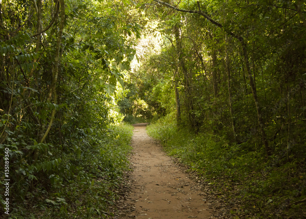 Camino Camino